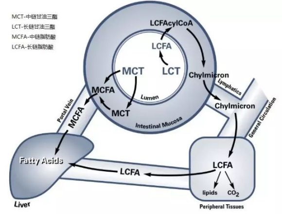 MCT（辛癸酸甘油酯）的性质及代谢特点