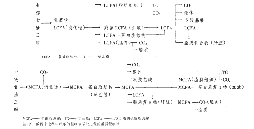 中链甘油三酯的生理功能特性