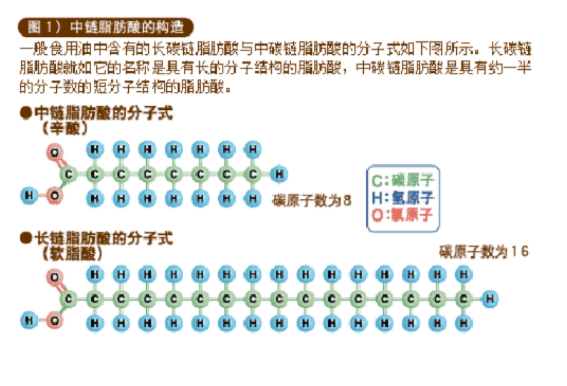 中链脂肪酸的特长