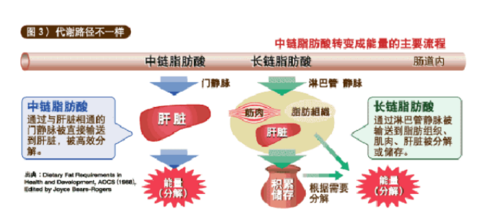 中链脂肪酸的特长