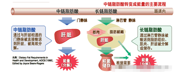 中链脂肪酸的功能