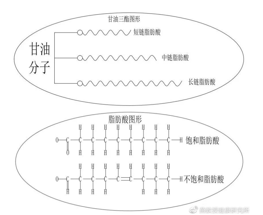 MCT中链甘油三酯最大的特点是分子量小,吸收快