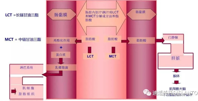 中链甘油三酯MCT